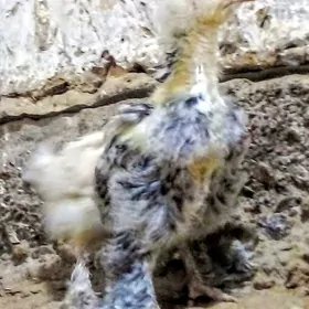 PARODA TOWUK WE  INDUK JÙÝJE