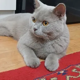 Seretjek adama berjek mugt