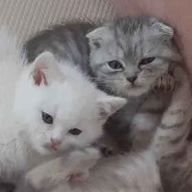 Şatlan Britan pişikler