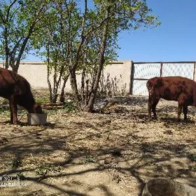 MALAR IKI OJEK OKTJE BIREM SKR