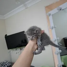 pisik котёнок