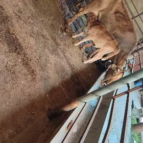 Goleli sygyr 1njy garny