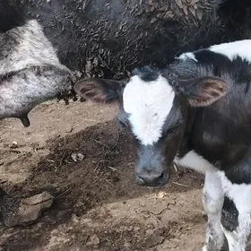 Galasteyn semental gole