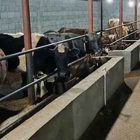 goleli we bogaz sygyrlar 11 sa