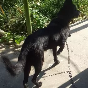 Щенки немецкой овчарки