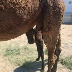 кошеклы дуе