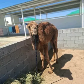 ыкыяшар овшыклар