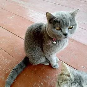 отдаем хорошее руки