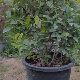 burcina бирючина