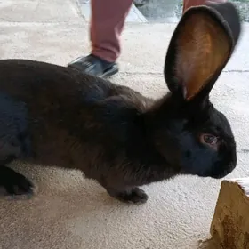 Товшан ве товшан кетеклер