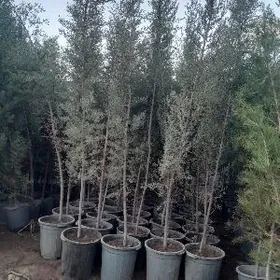 аризонский kiparist