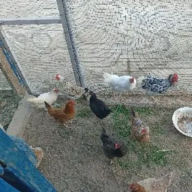 товук хораз