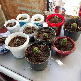 Домашние цветы кактус