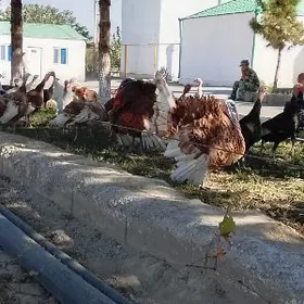 owgan indyuk yumurtga