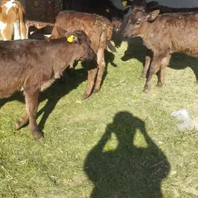 Gybirit tuwe Gõller.