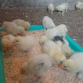 Brama  Lewanda  Jüje