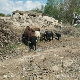 гузулы гойун бар