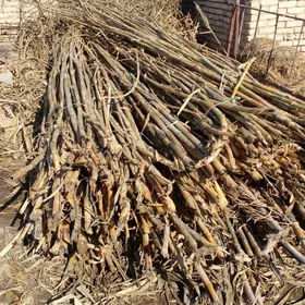 гамыш (БАМБУК)