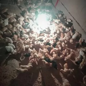 1 aydan gecen jujeler