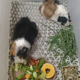 МОРСКИЕ СВИНКИ