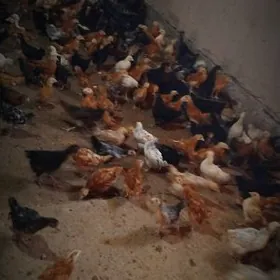 2 aydan gecen jujeler