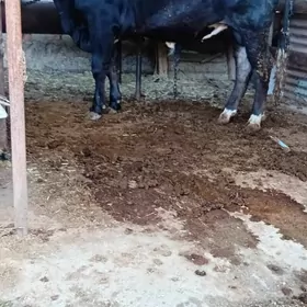 bakylan öküz tohum