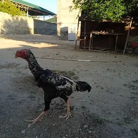 Çistiý özbek jüýje