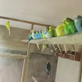 popugay gus +setklar imleri