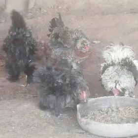 Karlik troyka ters ýelek