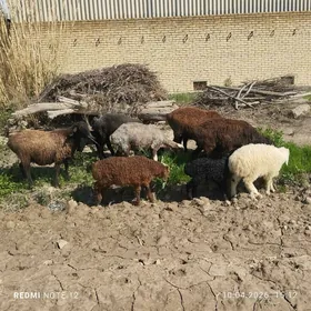 гузулы гойун