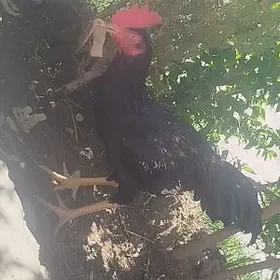 Боец Шашшат 