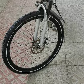 Skorostnoý 26-lyk tigir