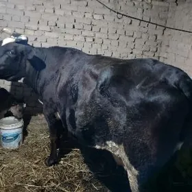 çorny piyostor ARASSA TOHUM 