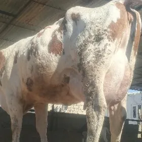 голели сигир