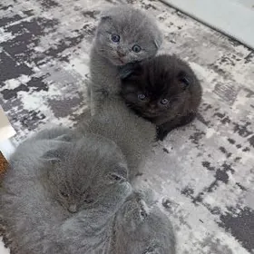 Шотландские высоухи.