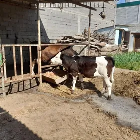 simental goeli sygyr