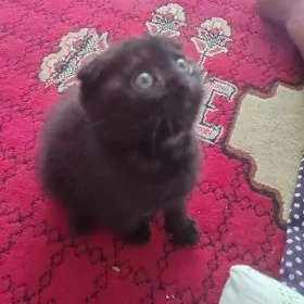 shotlanskiy wislouhiy pishik