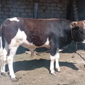 Öküz, ýeri Garadaşaýak