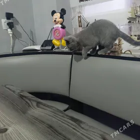 британ ве шатландский пишиклер