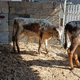 okuz we tuwe  we biçik bar