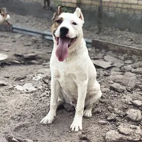 satylyk Pitbull