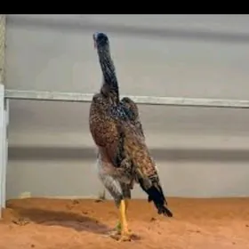 шамо жужелер