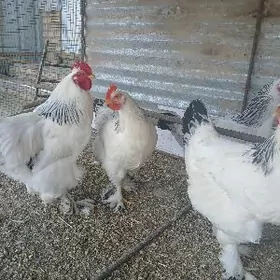 Турецкий гигант товук