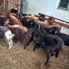 Bakylan İşşekler Tokgullar