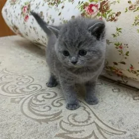 шотланский катята