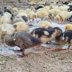 ordek, gak gak, ytka, juyje