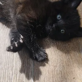 домашние животные