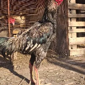 БАБАЙ КУКУРУЗ