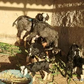 ekiz we yalky oglakly geci