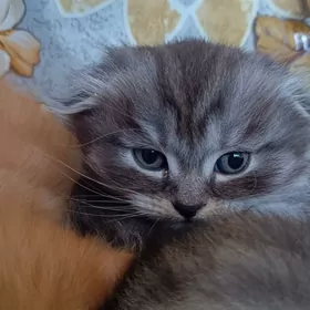 котята вислоухие